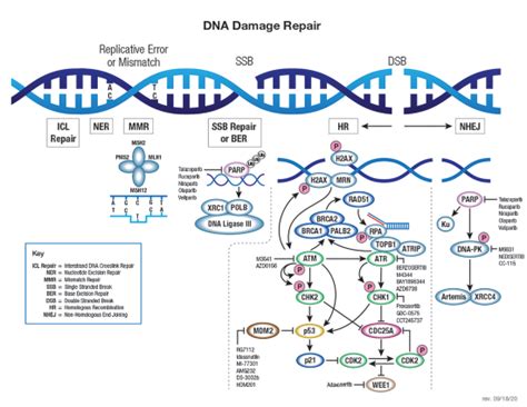 Cell Cycle Pathway Cell Signaling Technology