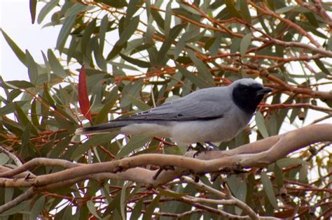 Black-faced Cuckoo-shrike • Flinders Ranges Field Naturalists