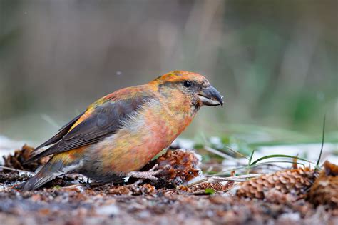 Клюв клеста (32 фото) - красивые фото и картинки pofoto.club