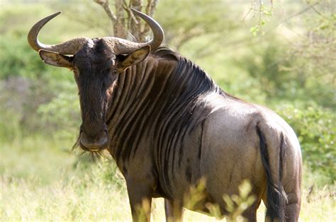 animal blue wildebeest hd wallpaper