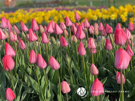 Speciality Tulips Bulbs Sale Chelan Valley Farms