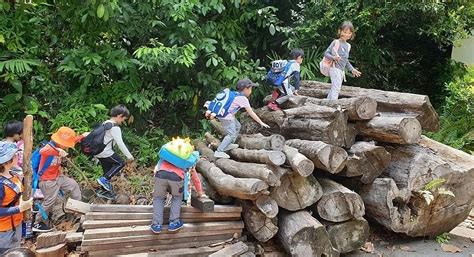 周末不上补习班 越来越多本地家长让孩子到户外学爬树和砍柴 给你好看 红蚂蚁