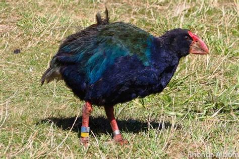 Zealandia Day vs Night Tour Review: NZ Wildlife in a Natural Habitat