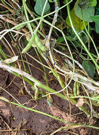 Managing White Mold In Soybeans The More You Grow Corteva Agriscience