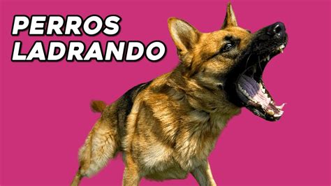 Perros Ladrando Muy Fuerte Para Molestar A Tu Perro O Gato Youtube