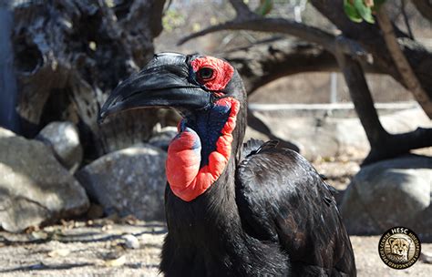 Could Skewy the southern ground hornbill be preparing a nest? - HESC