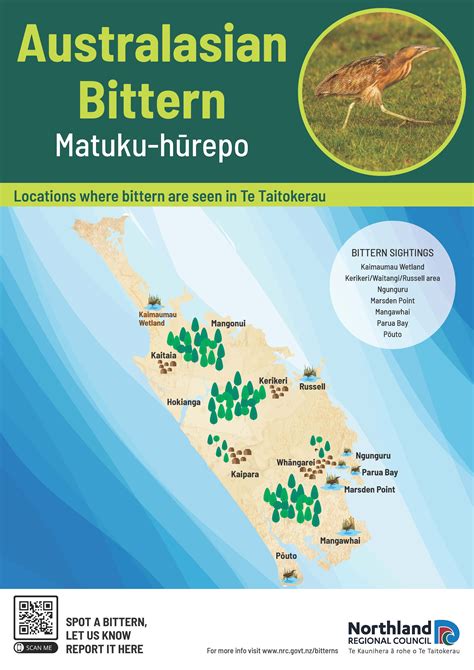 Australasian Bittern (matuku-hūrepo) - Northland Regional Council