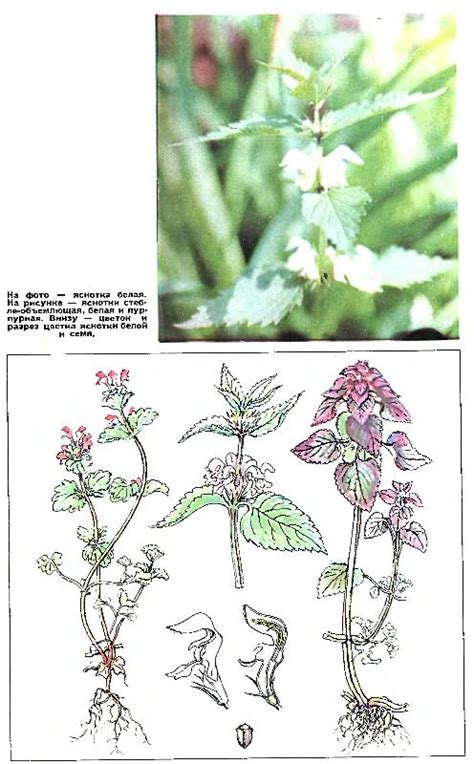 Яснотка белая