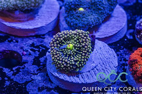 Purple Ricordea Yuma Mushroom Wysiwyg Queen City Corals