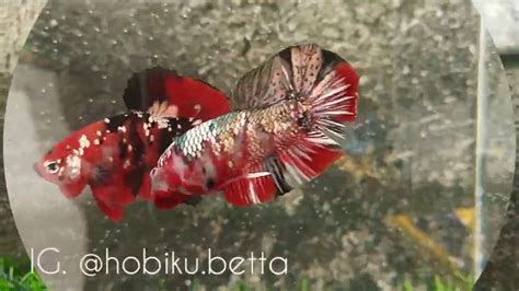 Cupang Red Koi Ohmpk Red Koi Galaxy Ikan Cupang Ikan Terjangkau