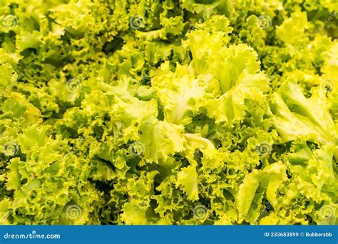 Lettuce In A Supermarket In Thailand Stock Image Image Of Health
