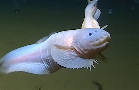 They Videotape The Fish At A Deeper Depth 8 336 Meters And It Looks