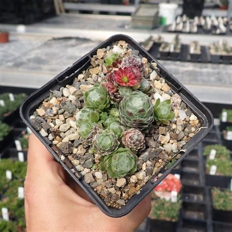 Sempervivum Alpha Dw Uhlig Kakteen Ber Verschiedene Arten