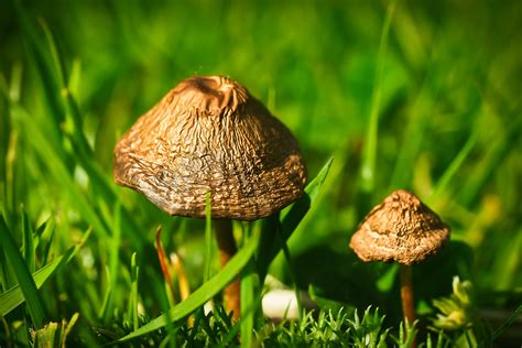 1920x1080 Wallpaper Mushroom Meadow Mushroom Mushroom Fungus Peakpx