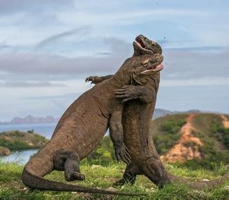 Komodo Dragon (Varanus komodoensis) | about animals