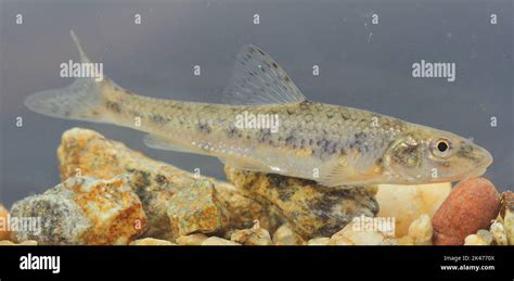 the gudgeon (Gobio gobio) in a natural underwater habitat Stock Photo ...