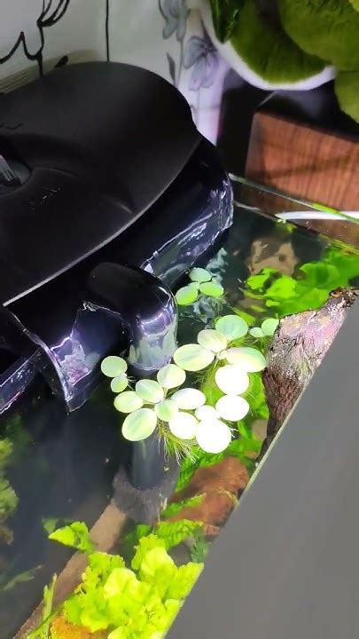 Аэрация в аквариуме #аквариум #аквариумистика #аквариумныерастения # ...