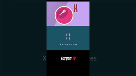 Sex Determination Miracles Of Quran Shorts Quran Islam Miracle YouTube