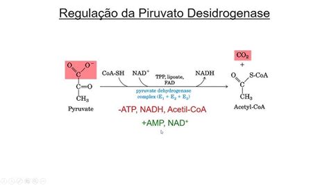 O Piruvato É Convertido Em - Piruvato Em Lactato