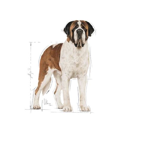 Giant Adult – Dog Retail Products | Royal Canin Shop