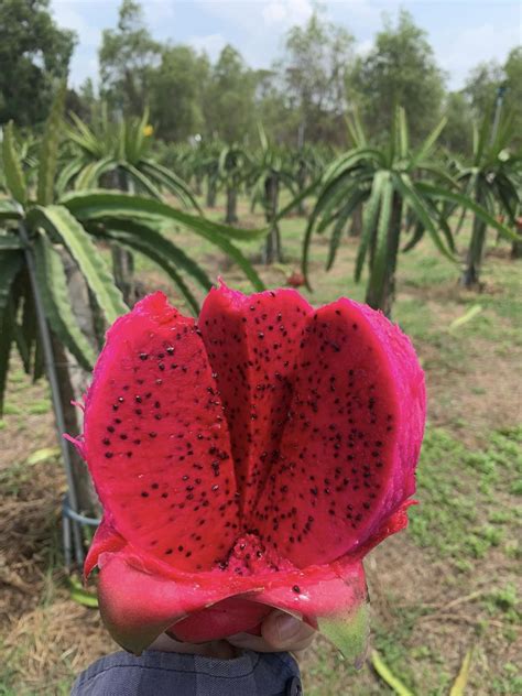 S Th N O N U V N Thanh Long Tr Th Nh I M N C C Hot Cho Chuy N Du L Ch T T