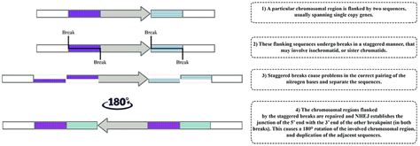 Standard schematic representation of the origin of chromosomal ...