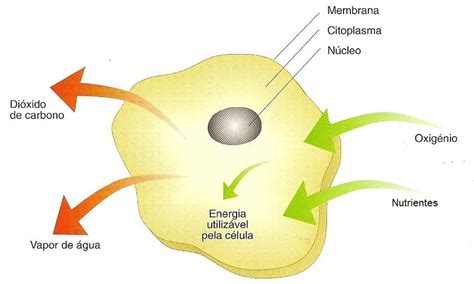 Blog de Biologia: Respiração Celular