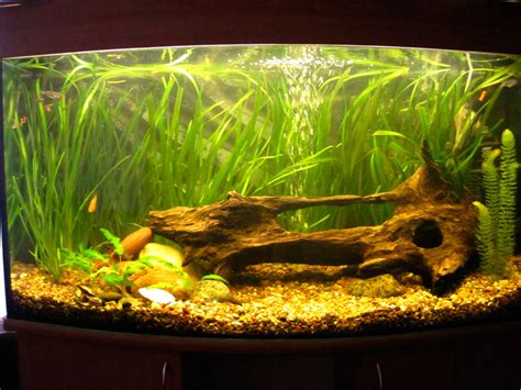 Аквариумные растения: виды и способы посадки | ФМ Аква