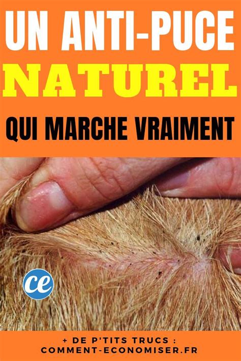 Votre Chien Ou Votre Chat A Des Puces Voici Un Anti Puces Naturel