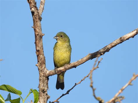 Painted Bunting - Project-Nature