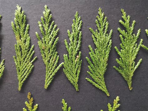 50 Pieces Green Cedar Leaves Dried Green Leaves Perfect For Etsy Uk