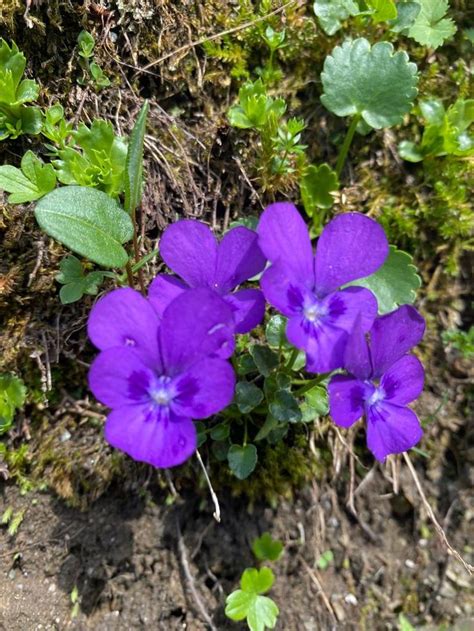 Pin By Juliane Lechner On Blumen Flowers Plants Garden