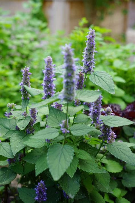 How To Grow Anise Hyssop In Your Garden Gardenary