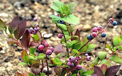 Bluecrop Blueberry Growing Guide How To Get Fruit This Year