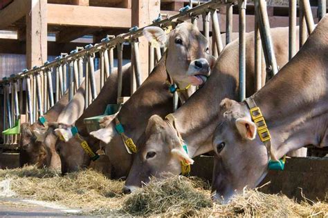 Dairy Farming In Kenya