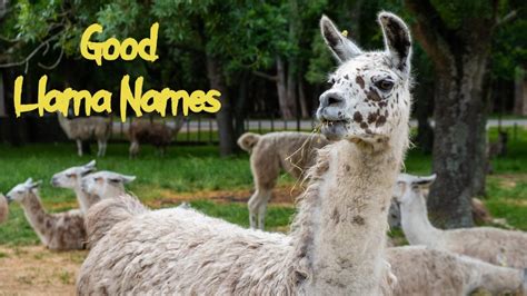 120 Best Llama Names - Cute & Funny Names for Your Llama