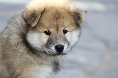 無料画像 : 子犬, 脊椎動物, 犬種, 秋田犬, 哺乳類のような犬, カルニボラン, 犬の品種グループ, 東シベリアンライカ, 犬の交雑 ...