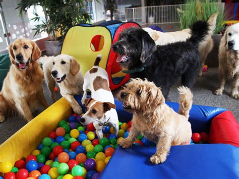 Guarder As Para Perros Cdmx Para La Comodidad De Tu Mascota