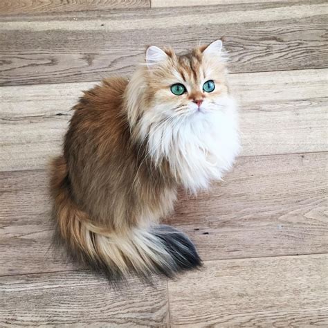 Meet Smoothie The World S Most Photogenic Cat