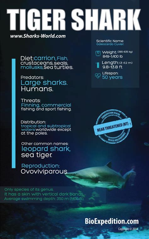 Tiger Shark Food Web