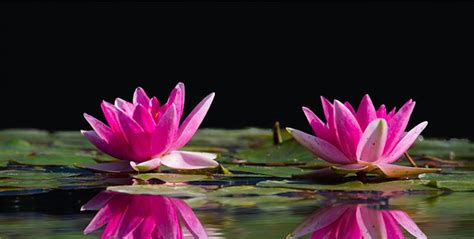 atlanta botanical garden introduction  aquatic plants