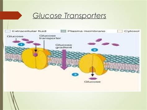 Presentation glucose transporters