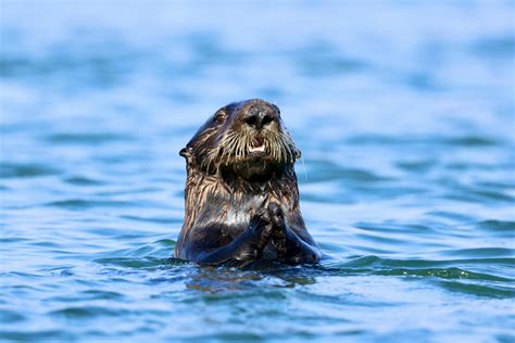 southern sea otter diet