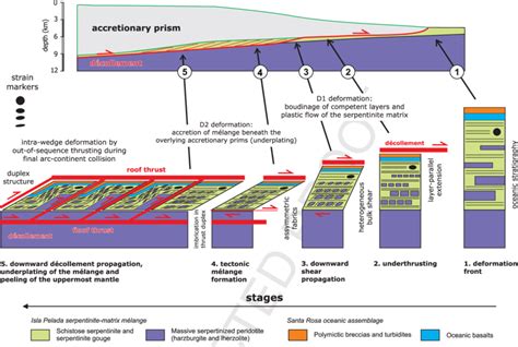 A schematic model showing the spatial distribution and temporal ...
