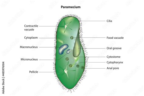 poster paramecium structure paramecium anatomy wall art ukposters