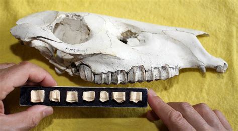 From the Horse's Mouth: Teeth Reveal Evolution | Live Science