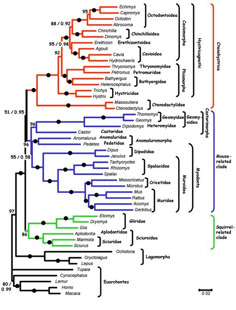 Rodentia Phylogeny Based on 6 Nuclear Genes