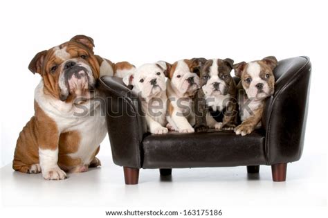 12,266 Bulldog Family Stock Photos, Images & Photography | Shutterstock