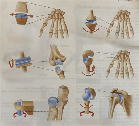 Bio Types Of Synovial Joints Diagram Quizlet