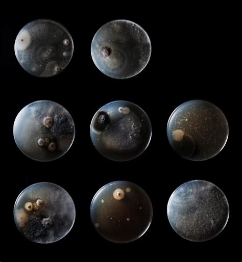 Common Ground – SARA LANDO